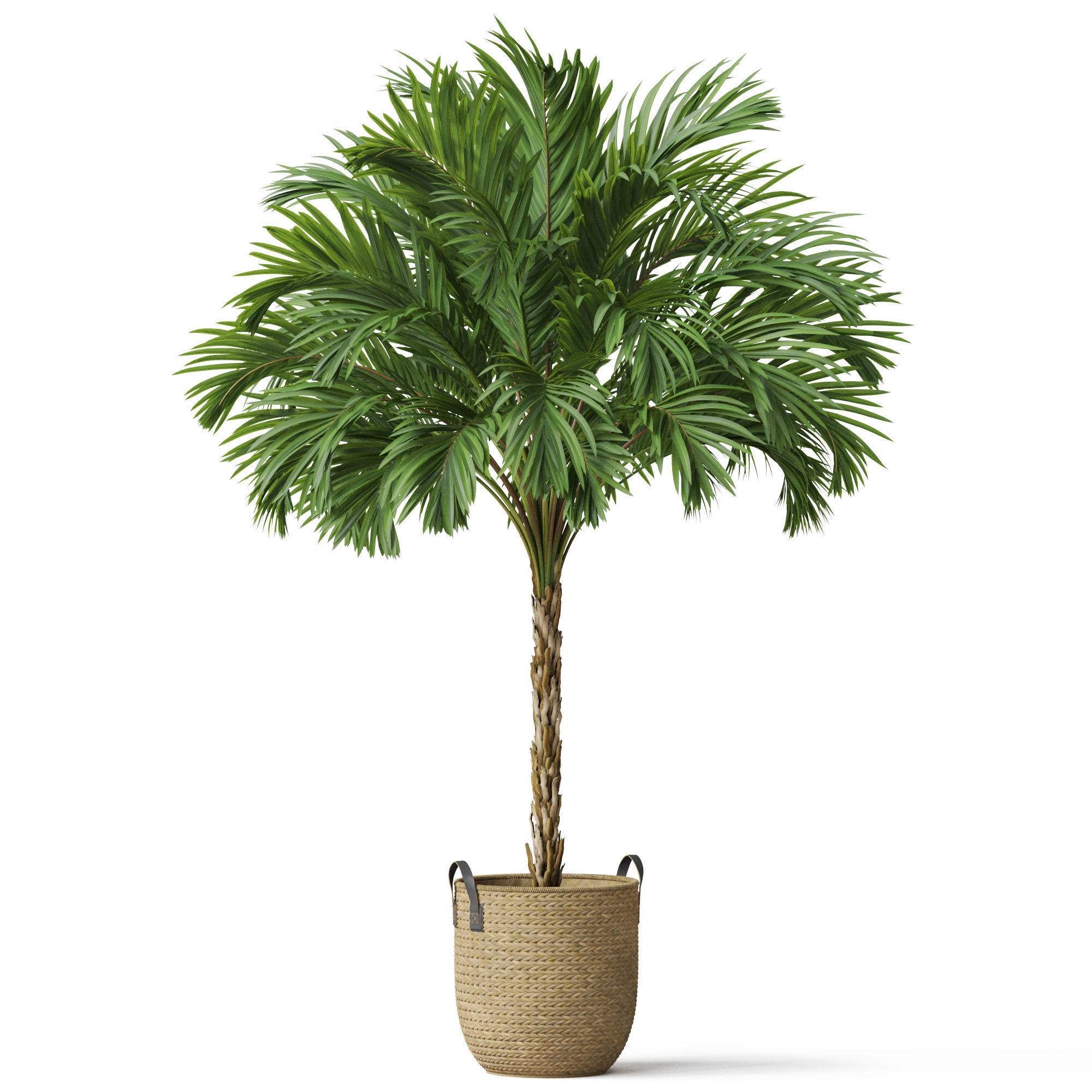 Plants collection 797 3D model_1