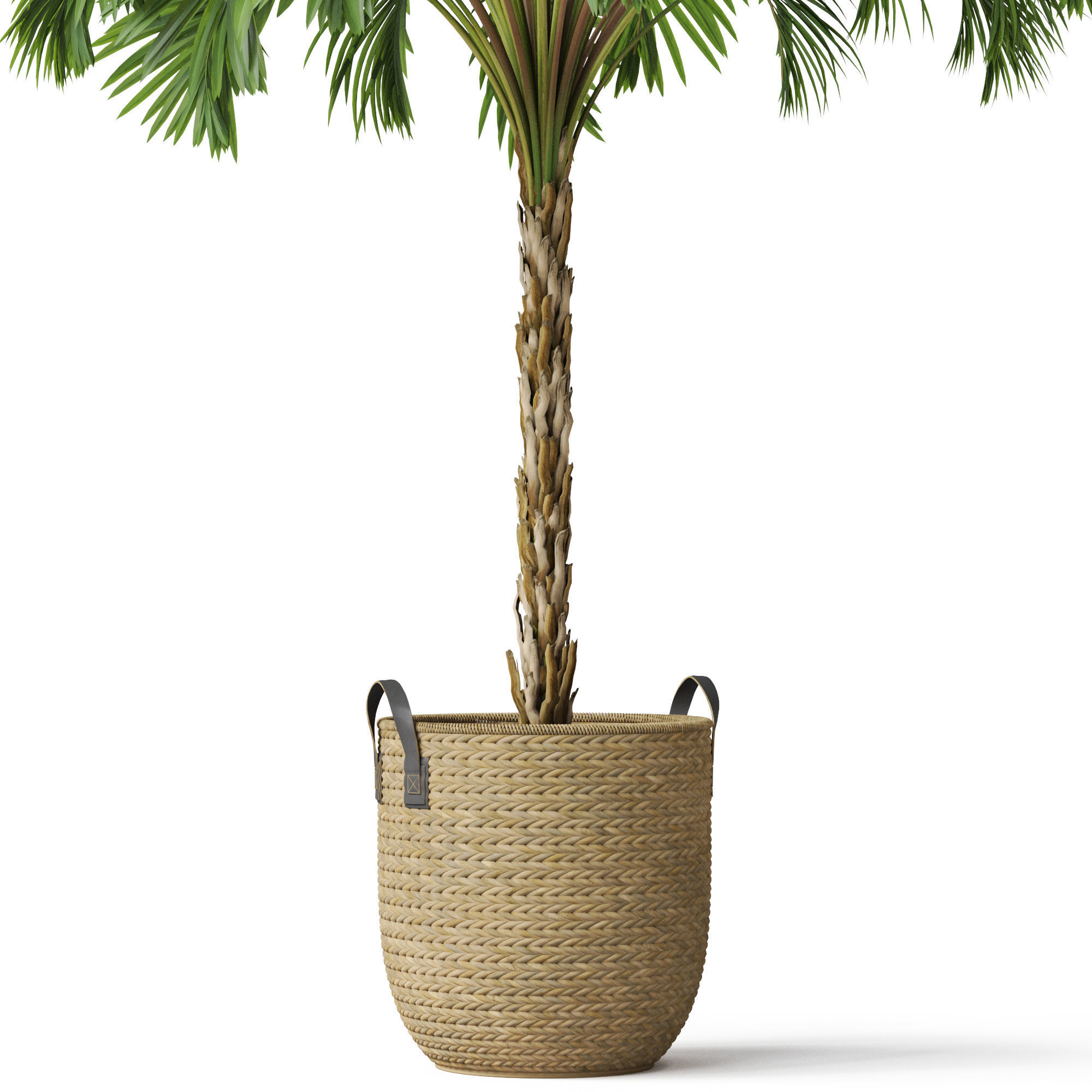 Plants collection 797 3D model_2