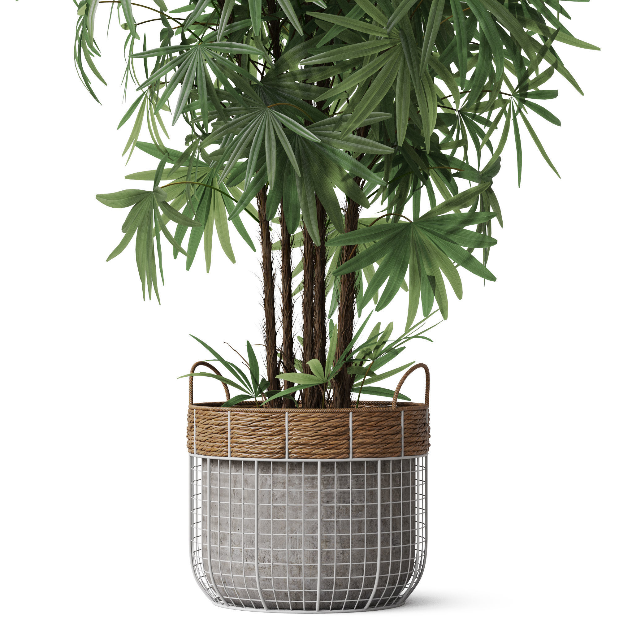 Plants collection 798 3D model_2