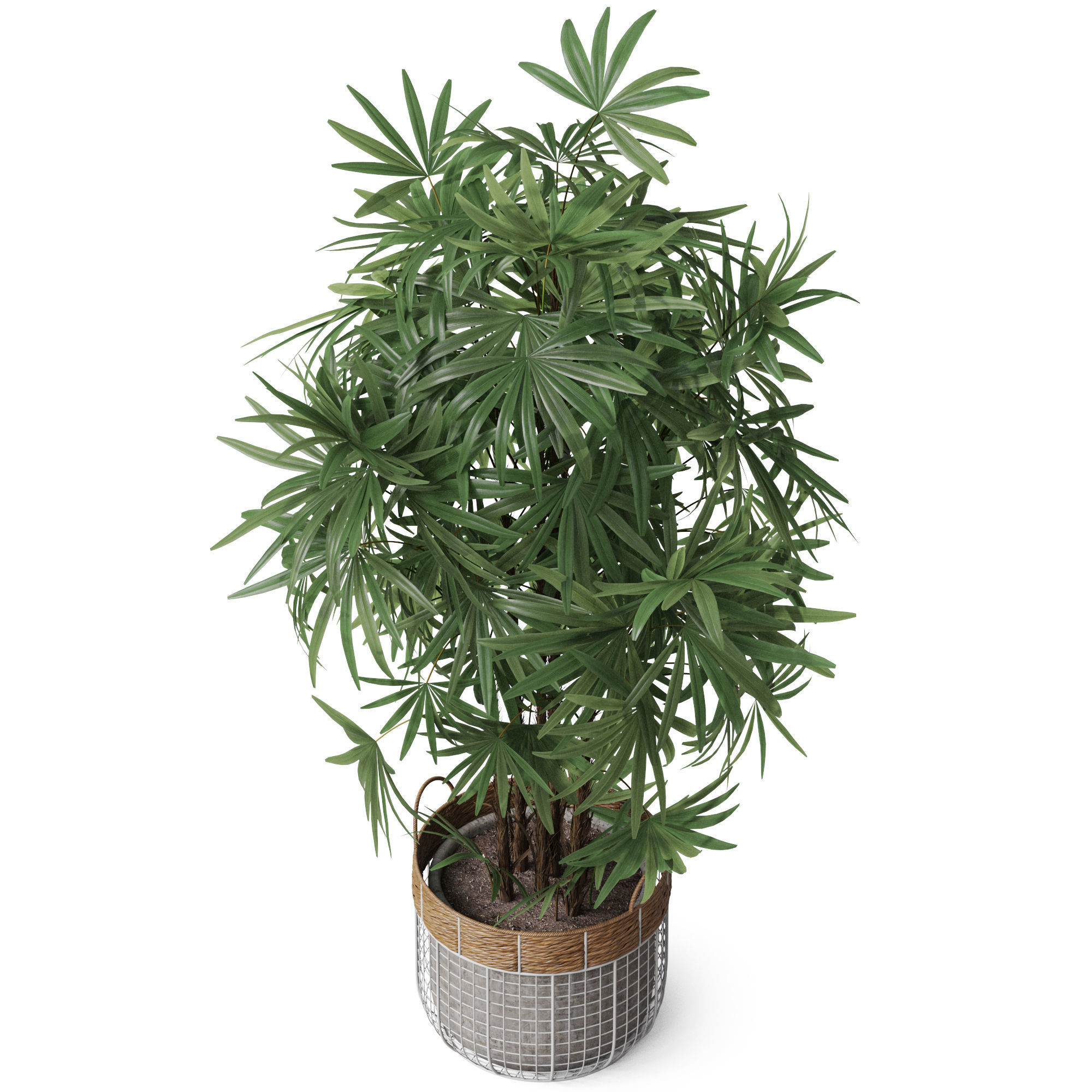 Plants collection 798 3D model_3