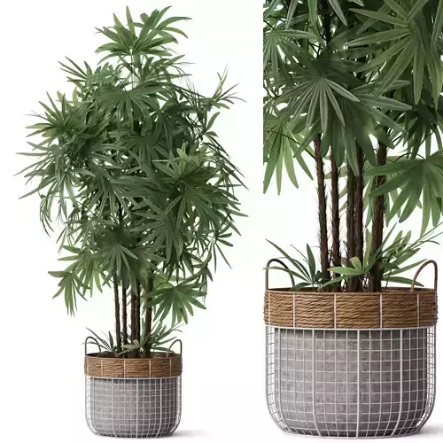 Plants collection 798 3D model