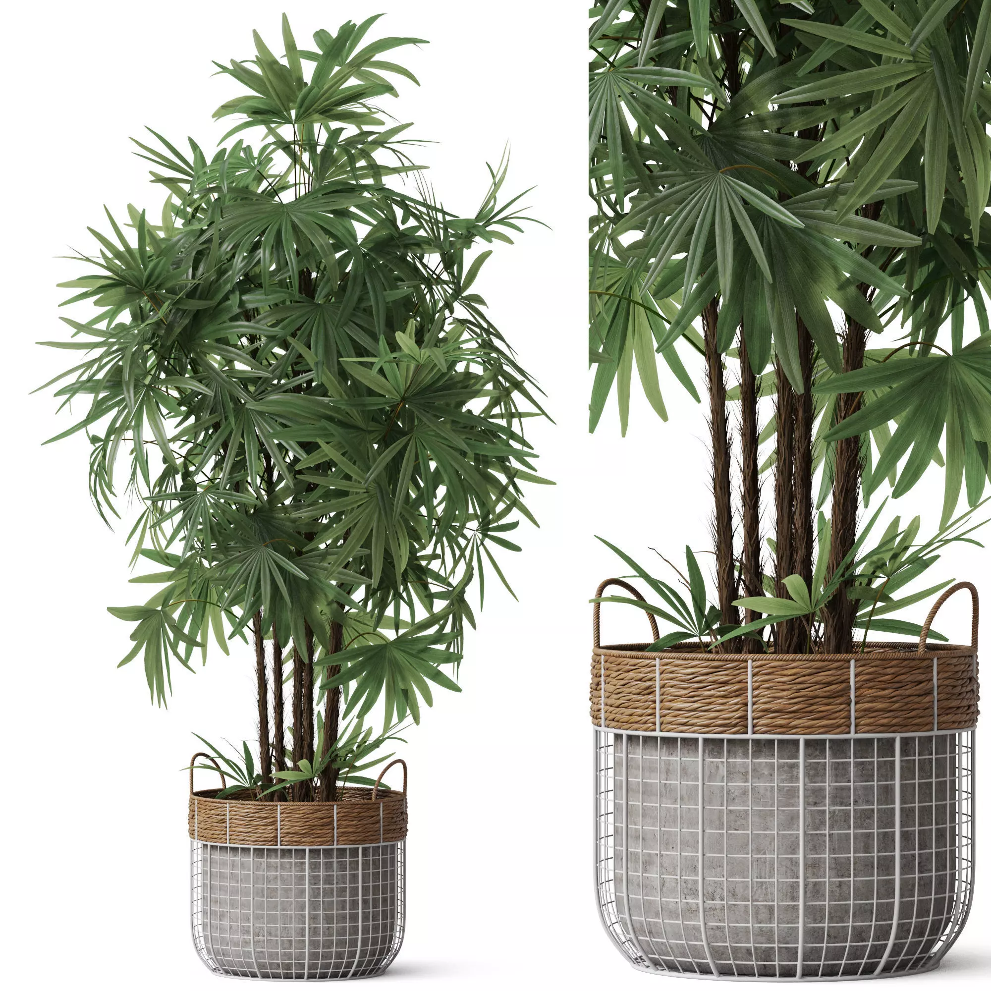 Plants collection 798 3D model_0