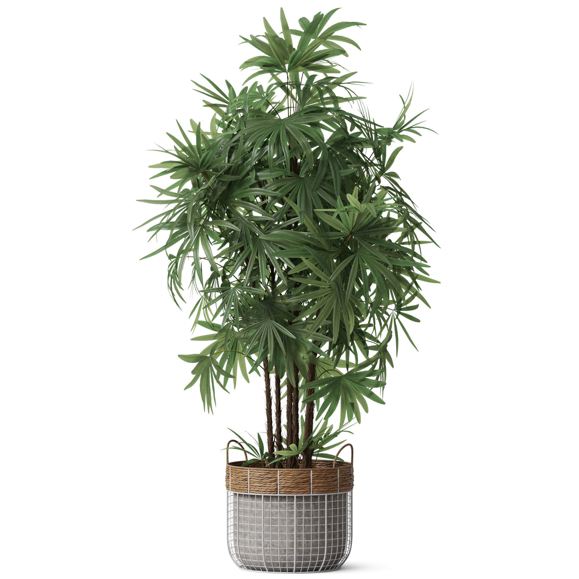 Plants collection 798 3D model_1