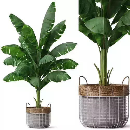 Plants collection 799 3D model
