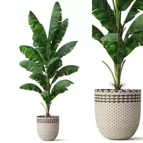 Plants collection 800