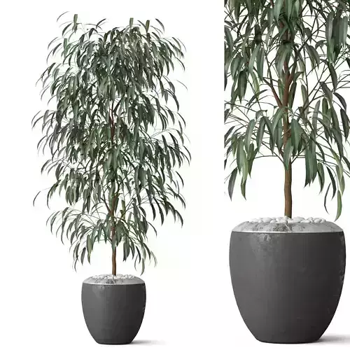 Plants collection 802