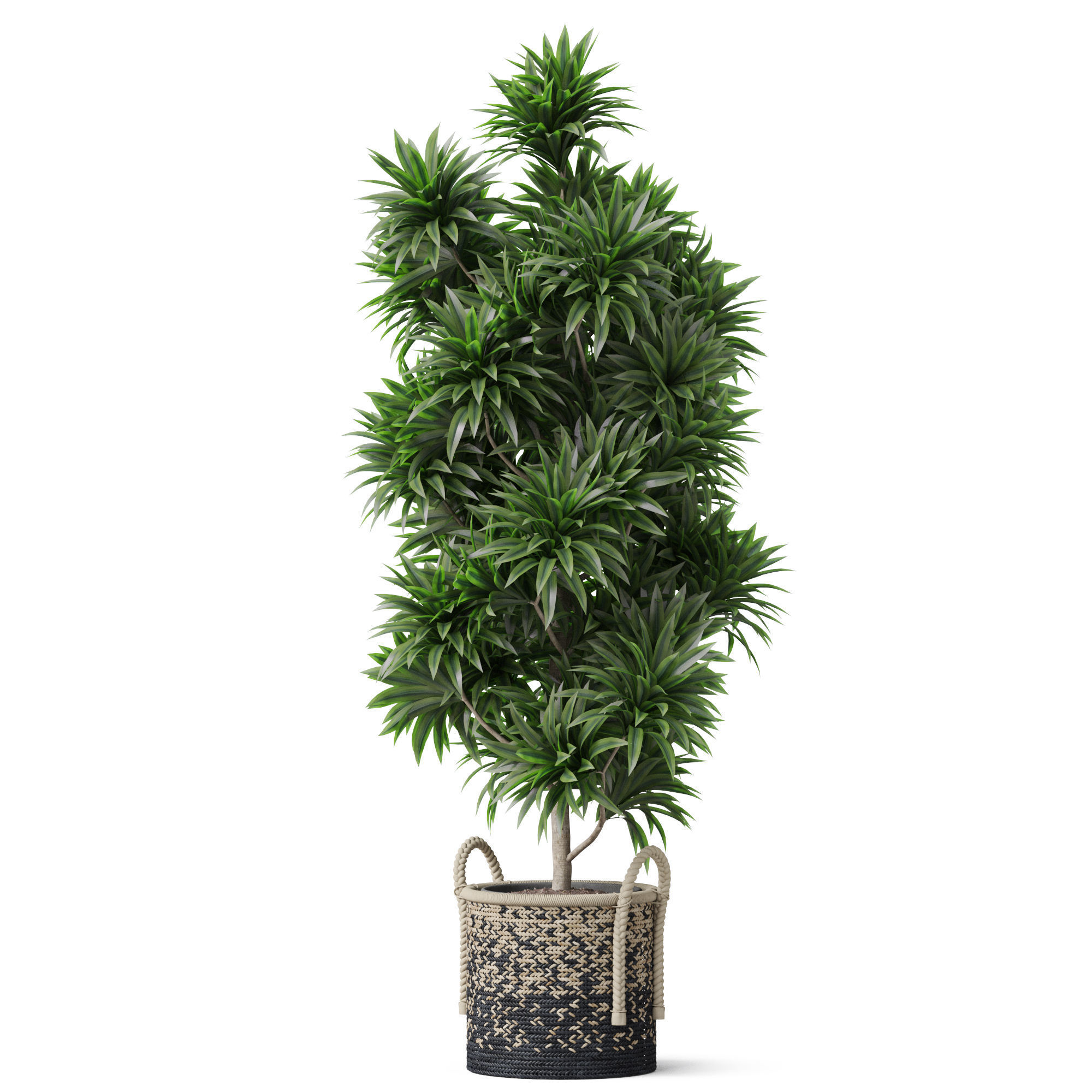 Plants collection 803 3D model_1