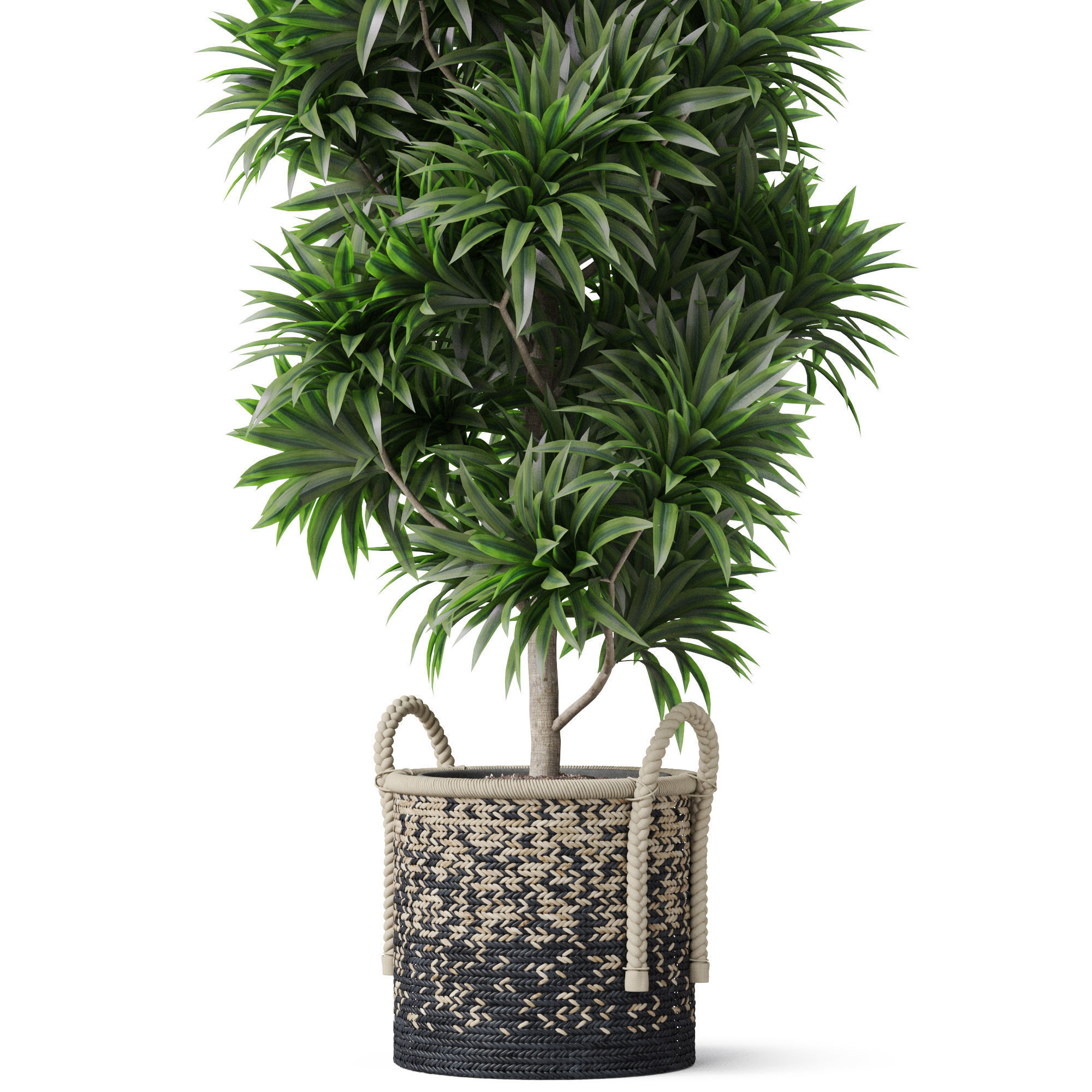 Plants collection 803 3D model_2