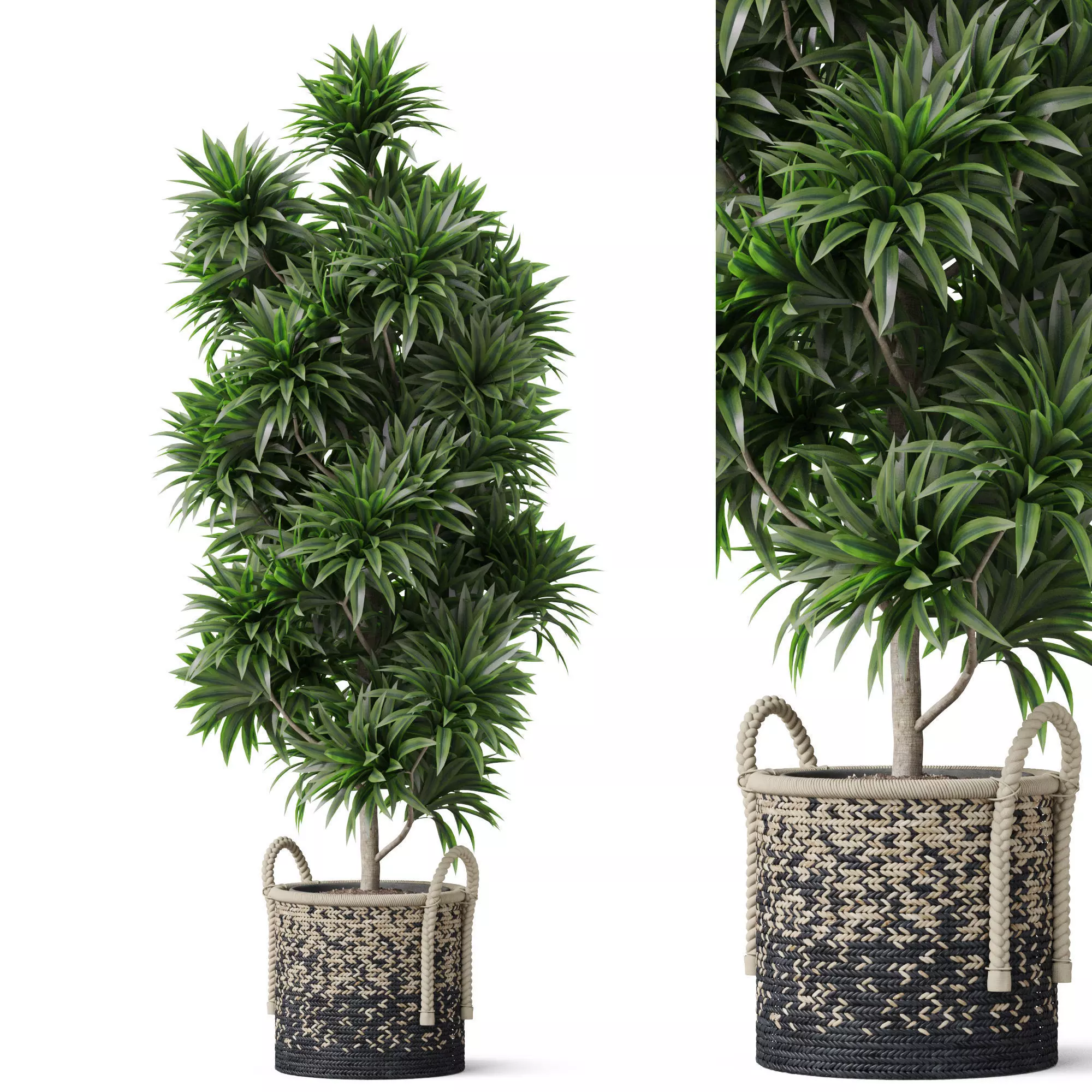 Plants collection 803 3D model_0