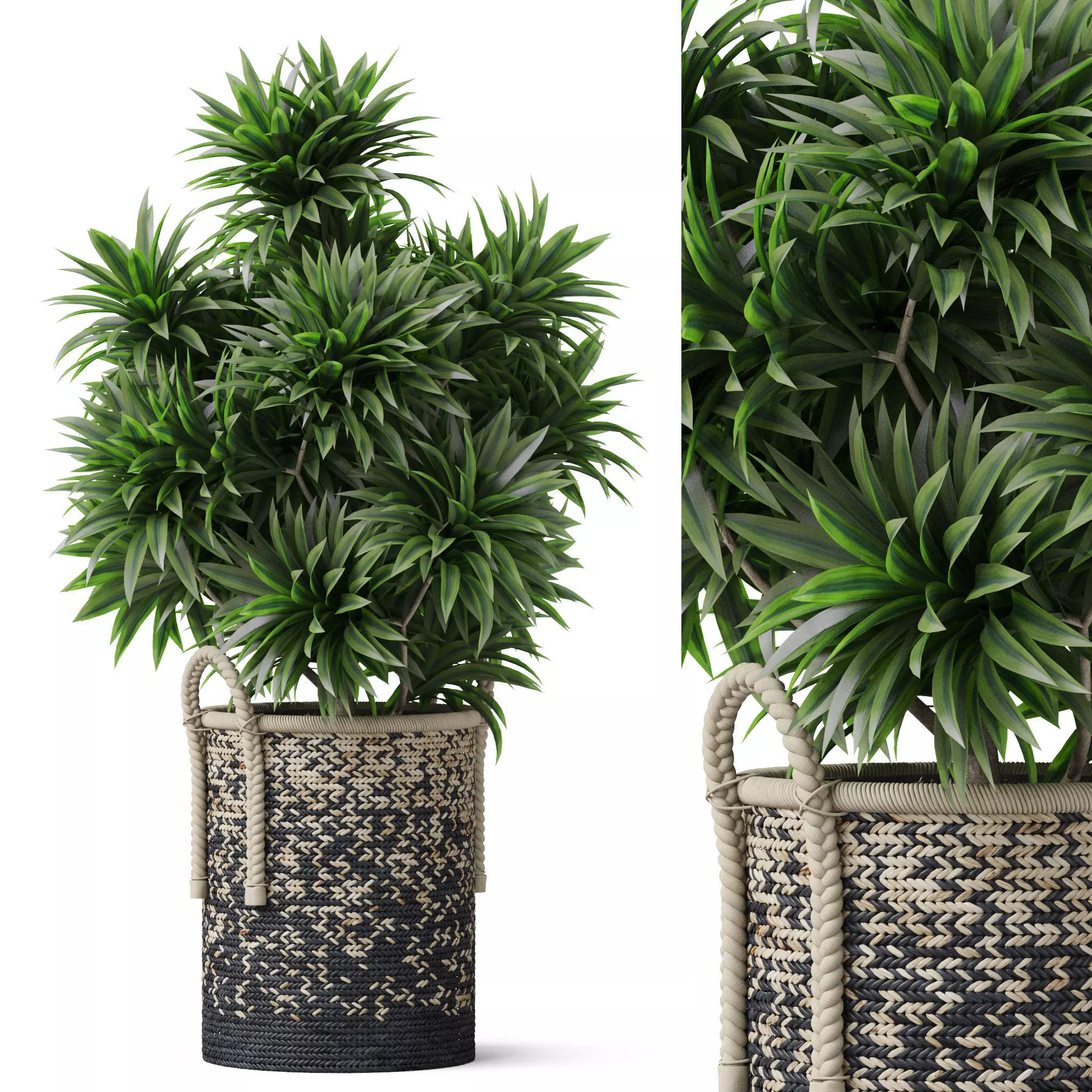 Plants collection 804 3D model_0