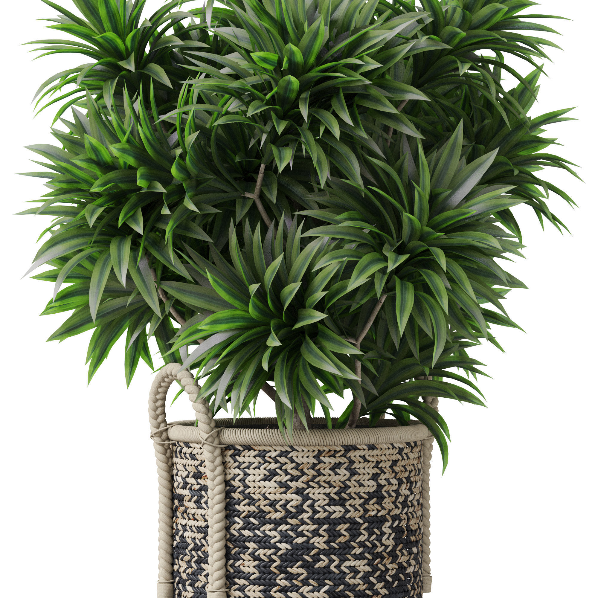 Plants collection 804 3D model_2