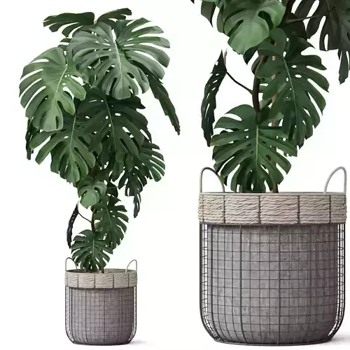 Plants collection 805