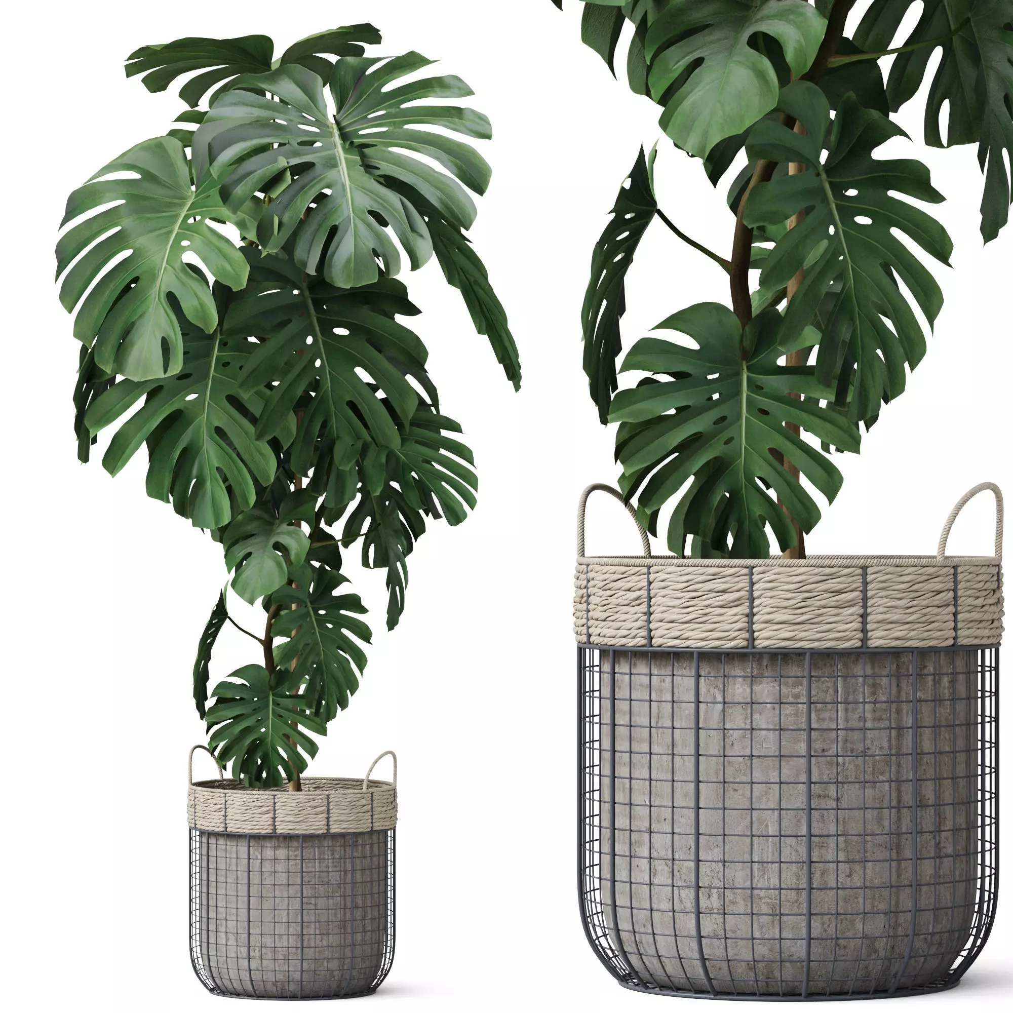 Plants collection 805 3D model