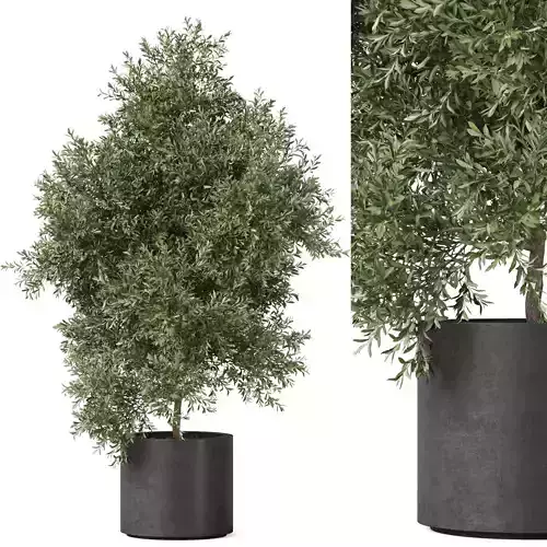 Plants collection 806