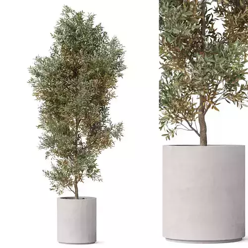 Plants collection 807