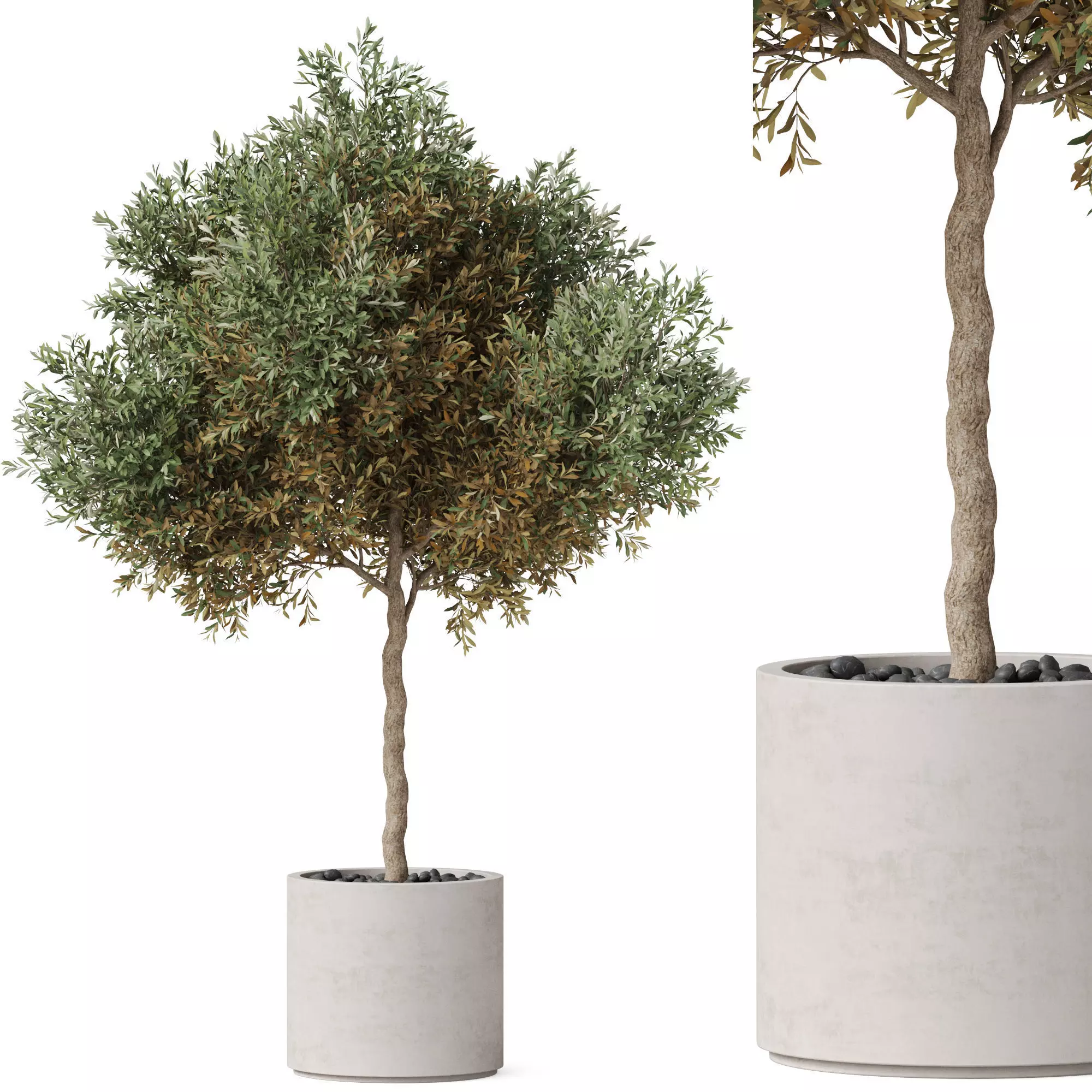 Plants collection 808 3D model_0