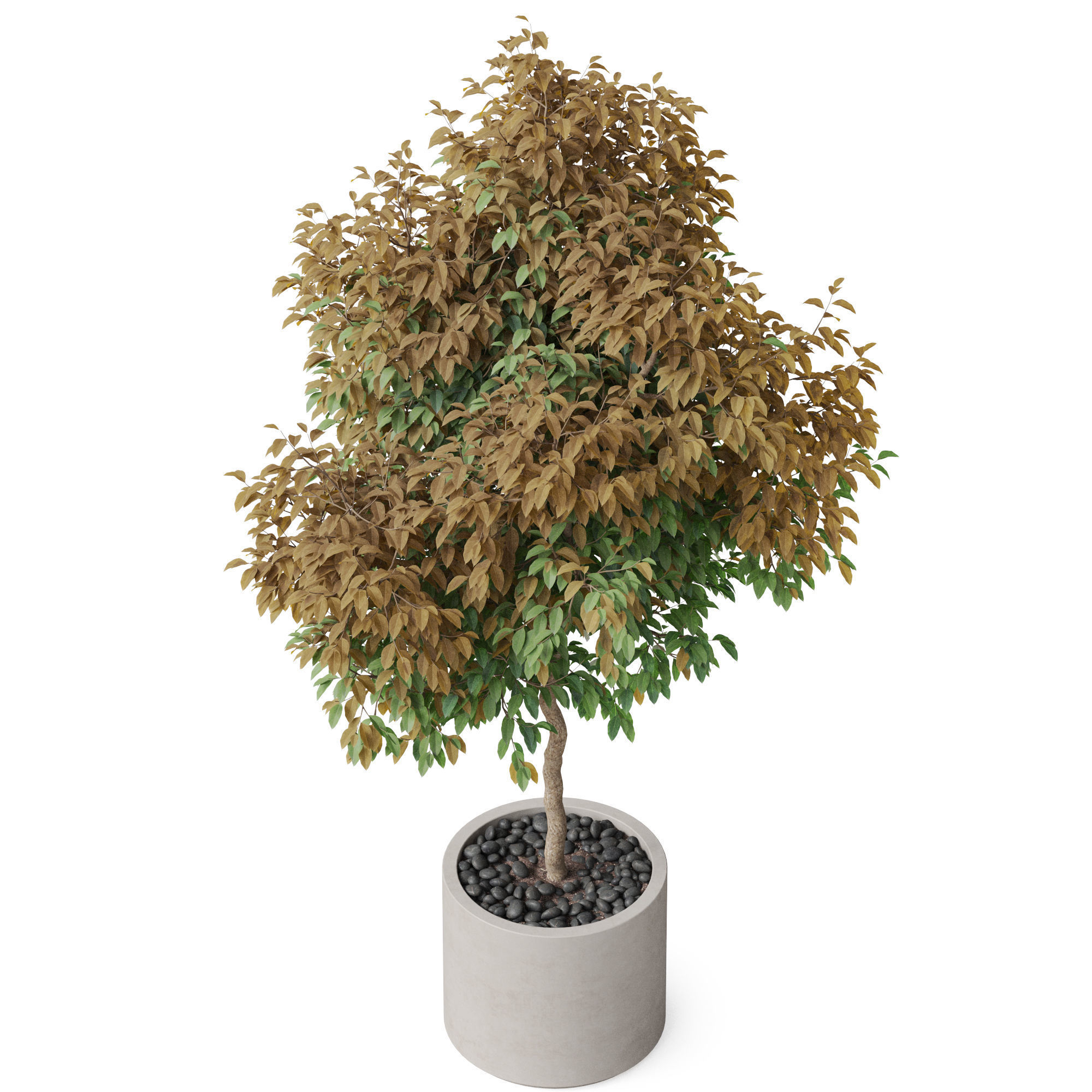 Plants collection 809 3D model_3