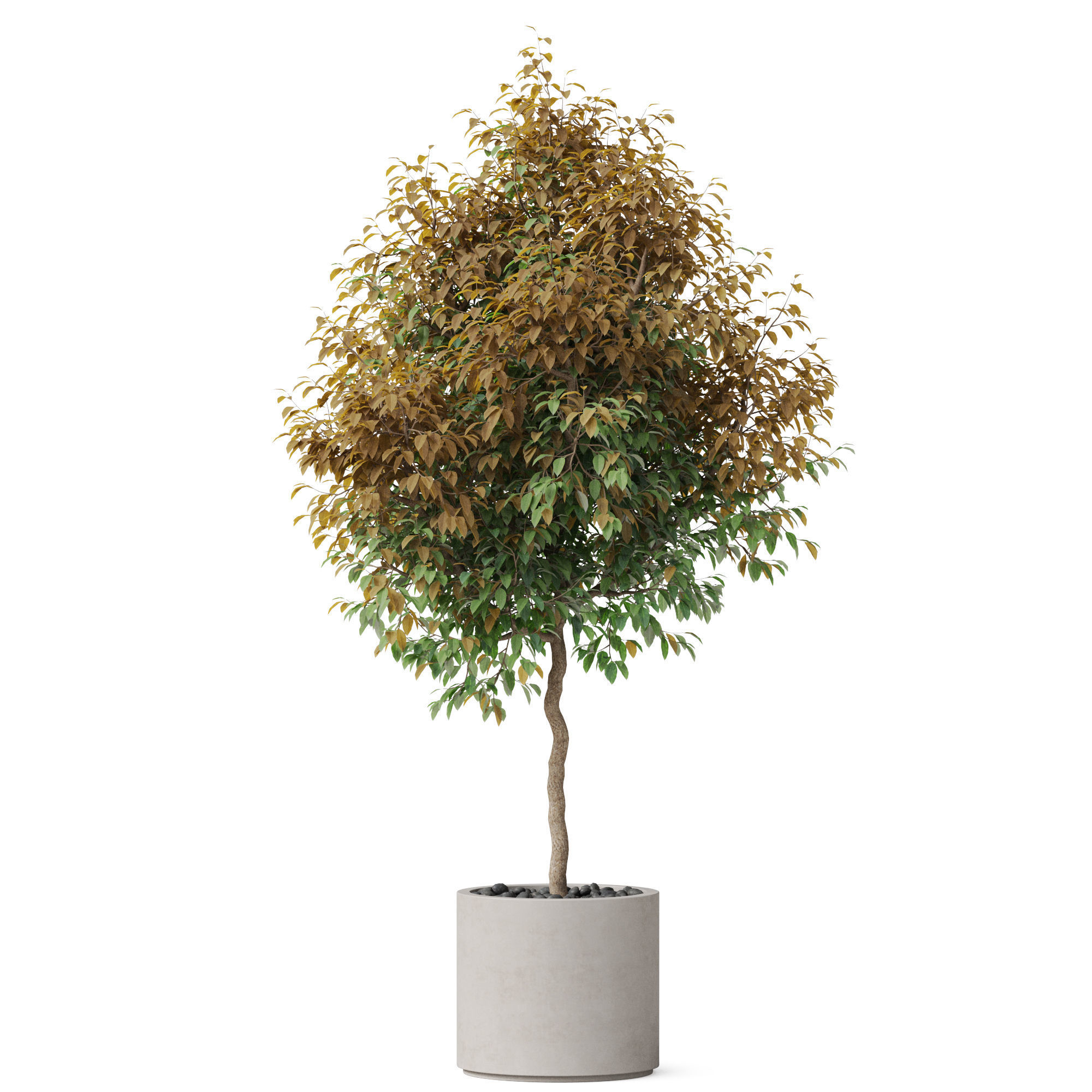 Plants collection 809 3D model_1