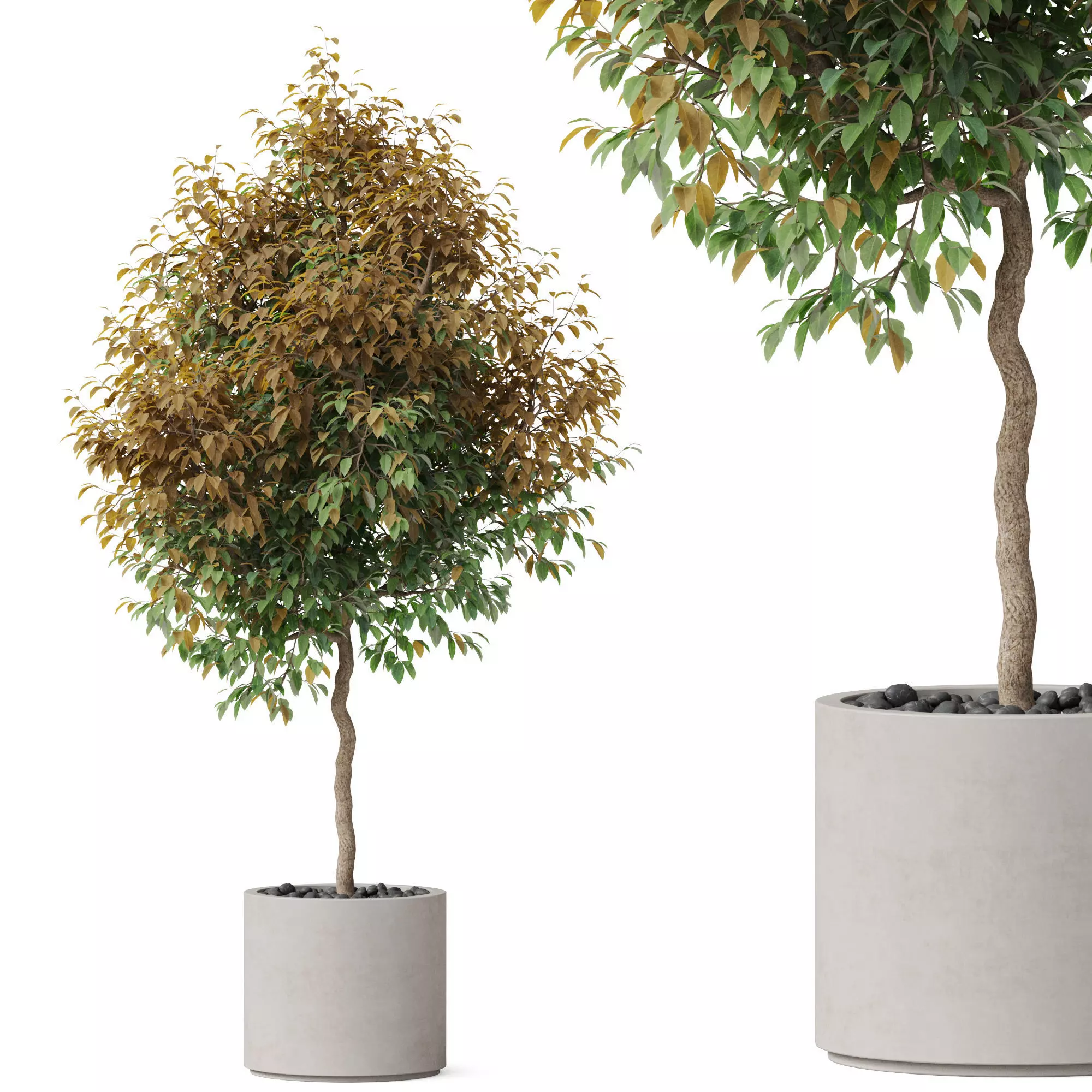 Plants collection 809 3D model_0