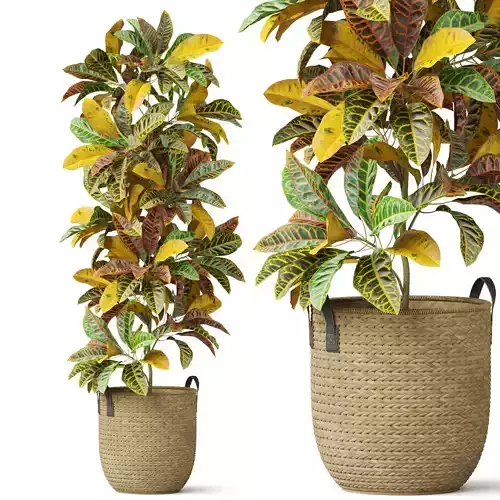 Plants collection 810