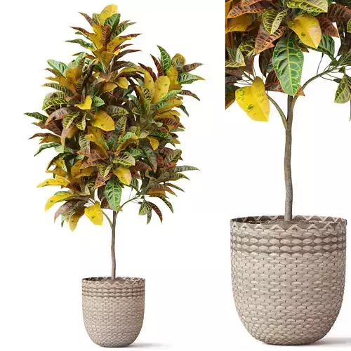 Plants collection 811