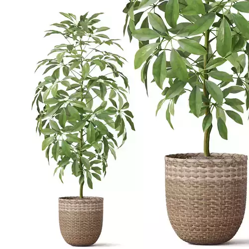 Plants collection 812