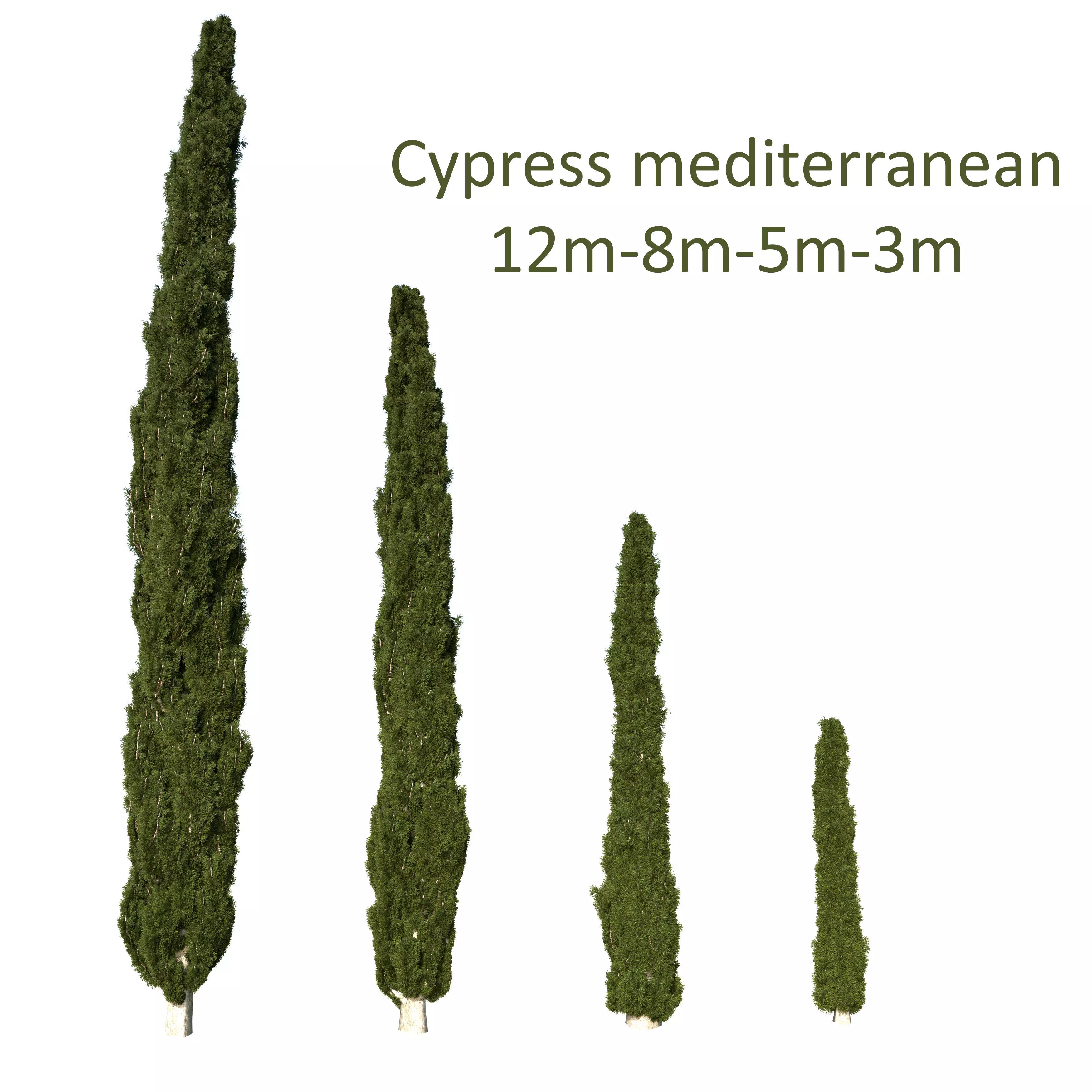 Cypress Mediterranean 3D model 3D model_0