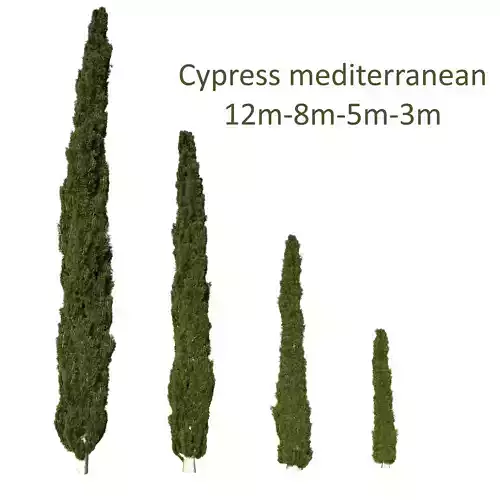 Cypress Mediterranean 3D model 3D model