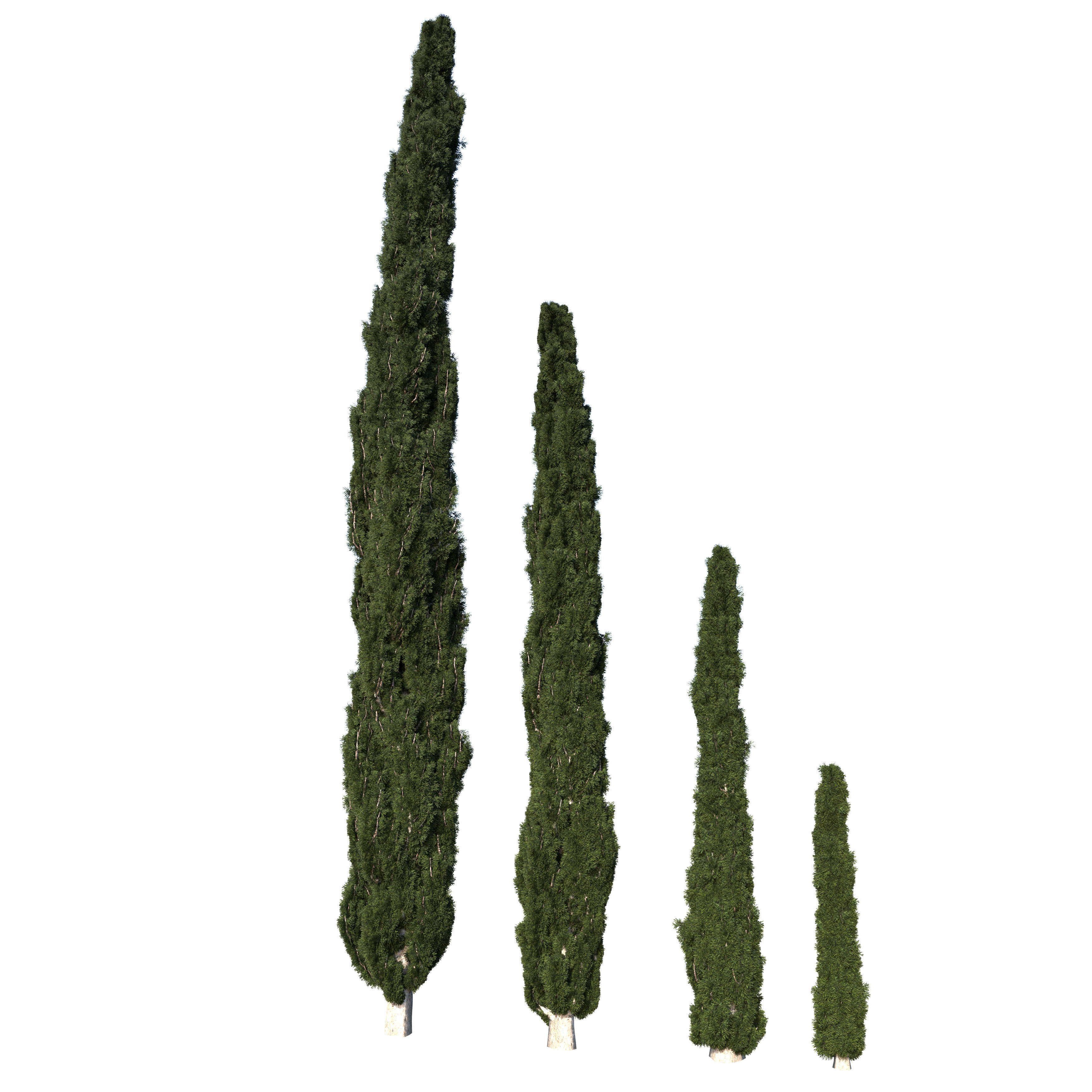 Cypress Mediterranean 3D model 3D model_9