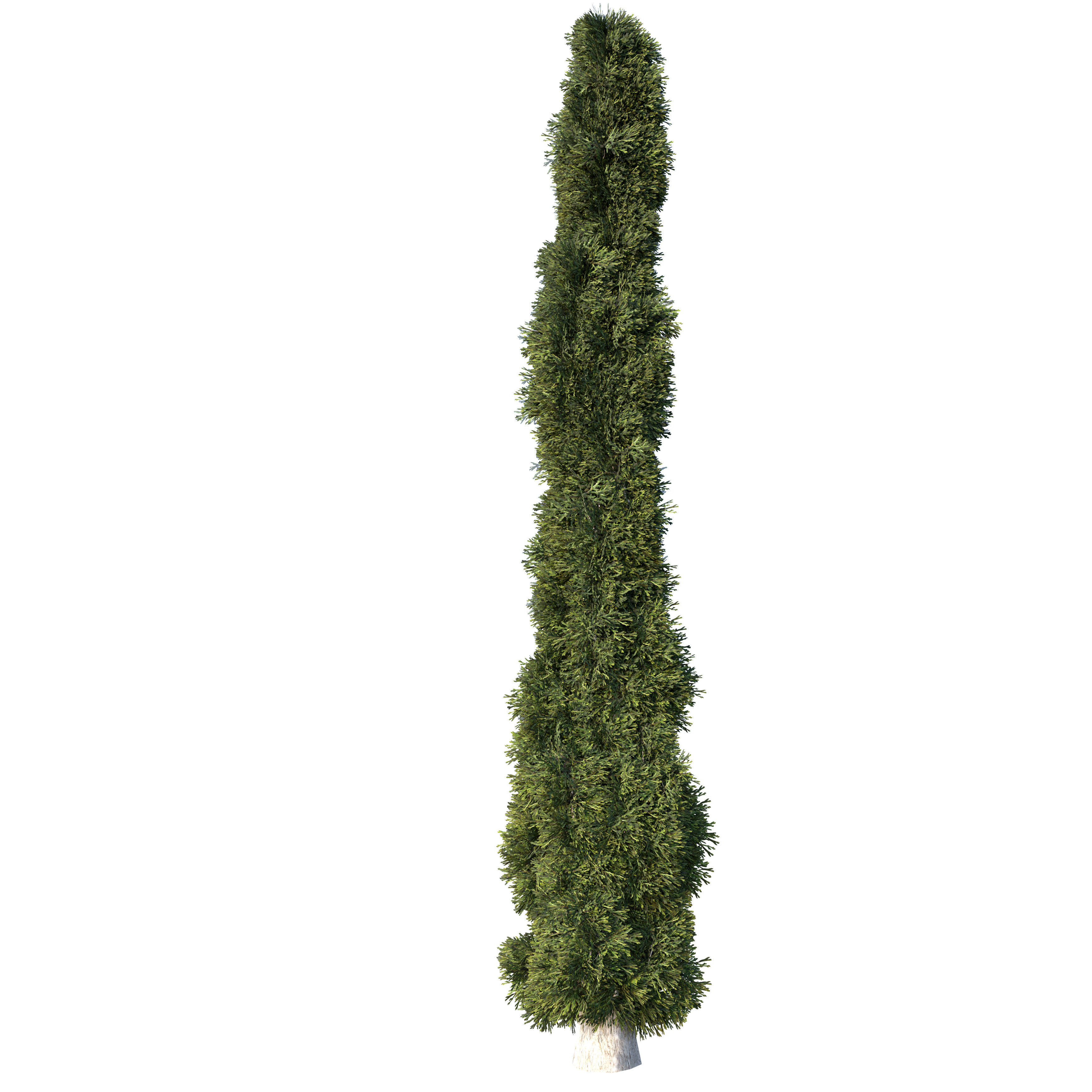 Cypress Mediterranean 3D model 3D model_3