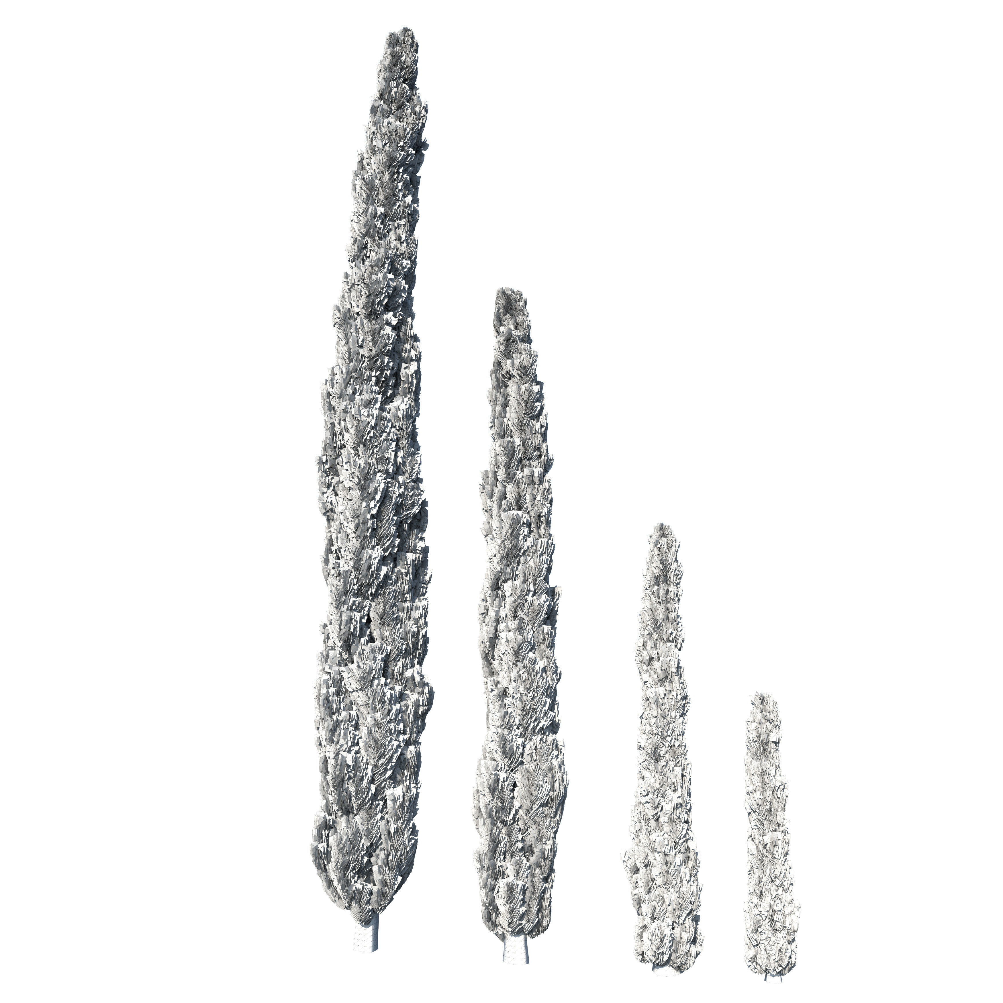 Cypress Mediterranean 3D model 3D model_10