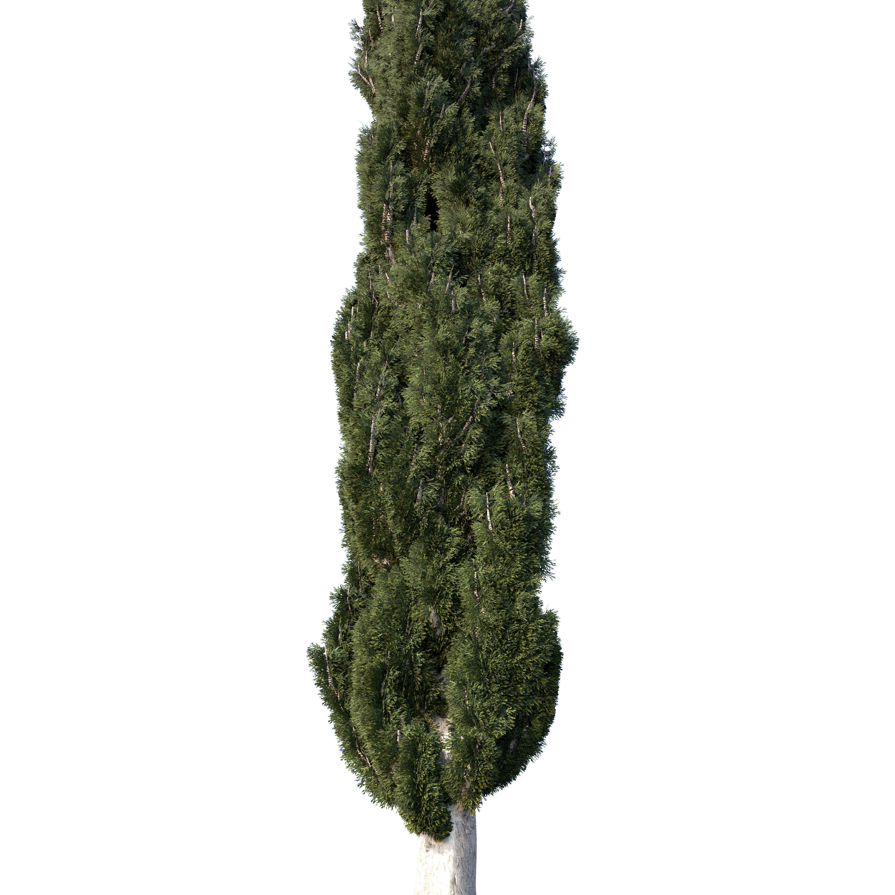 Cypress Mediterranean 3D model 3D model_7