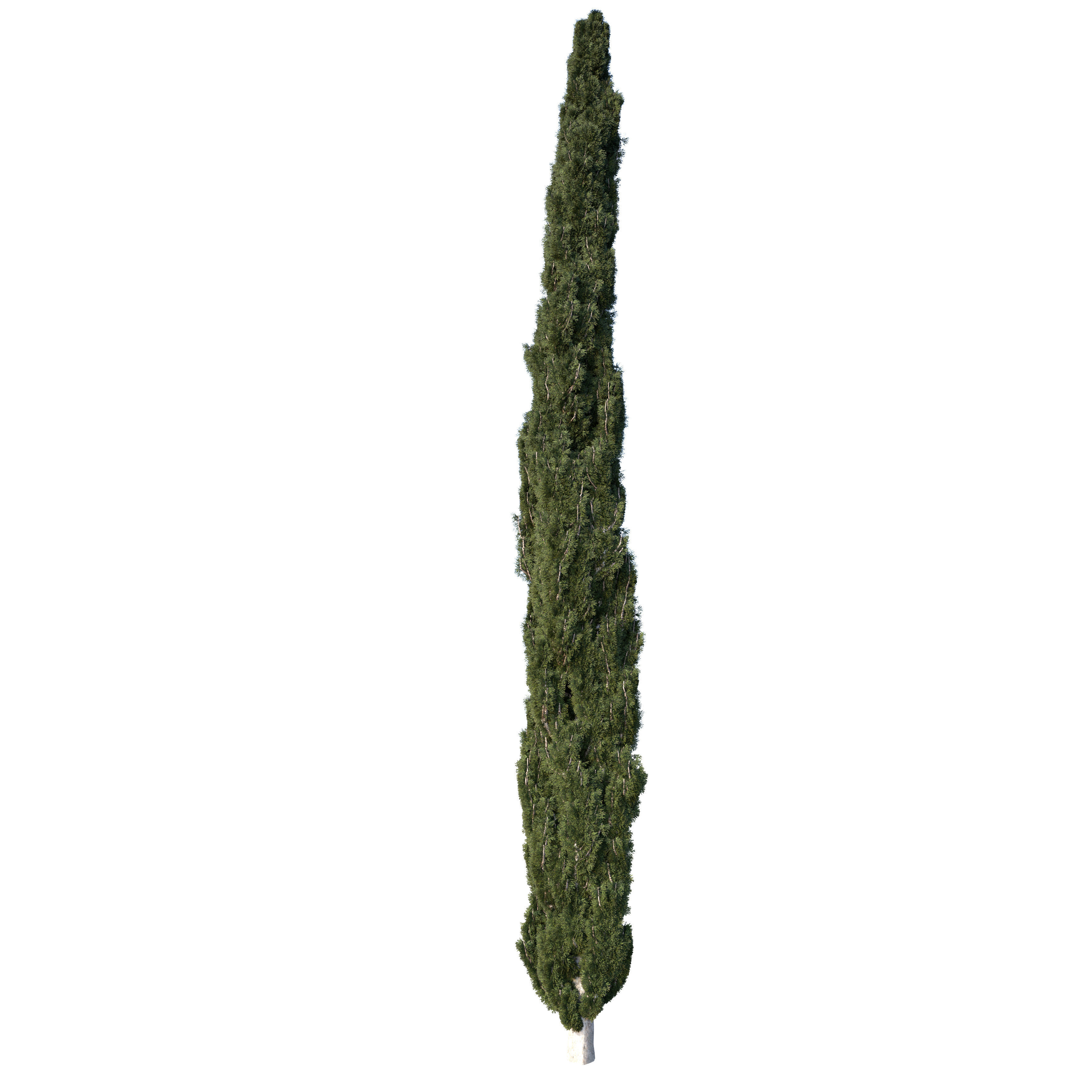 Cypress Mediterranean 3D model 3D model_6
