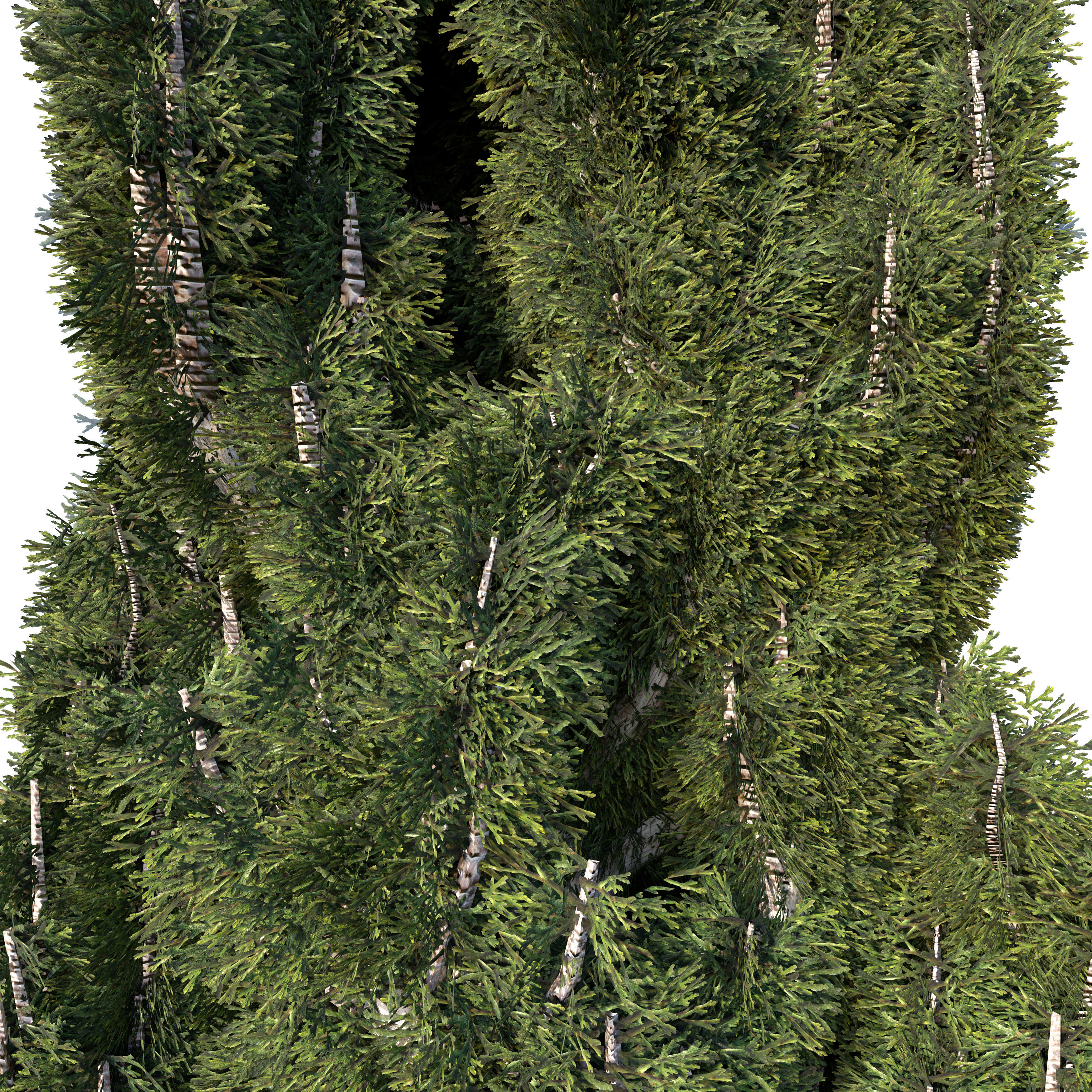 Cypress Mediterranean 3D model 3D model_1