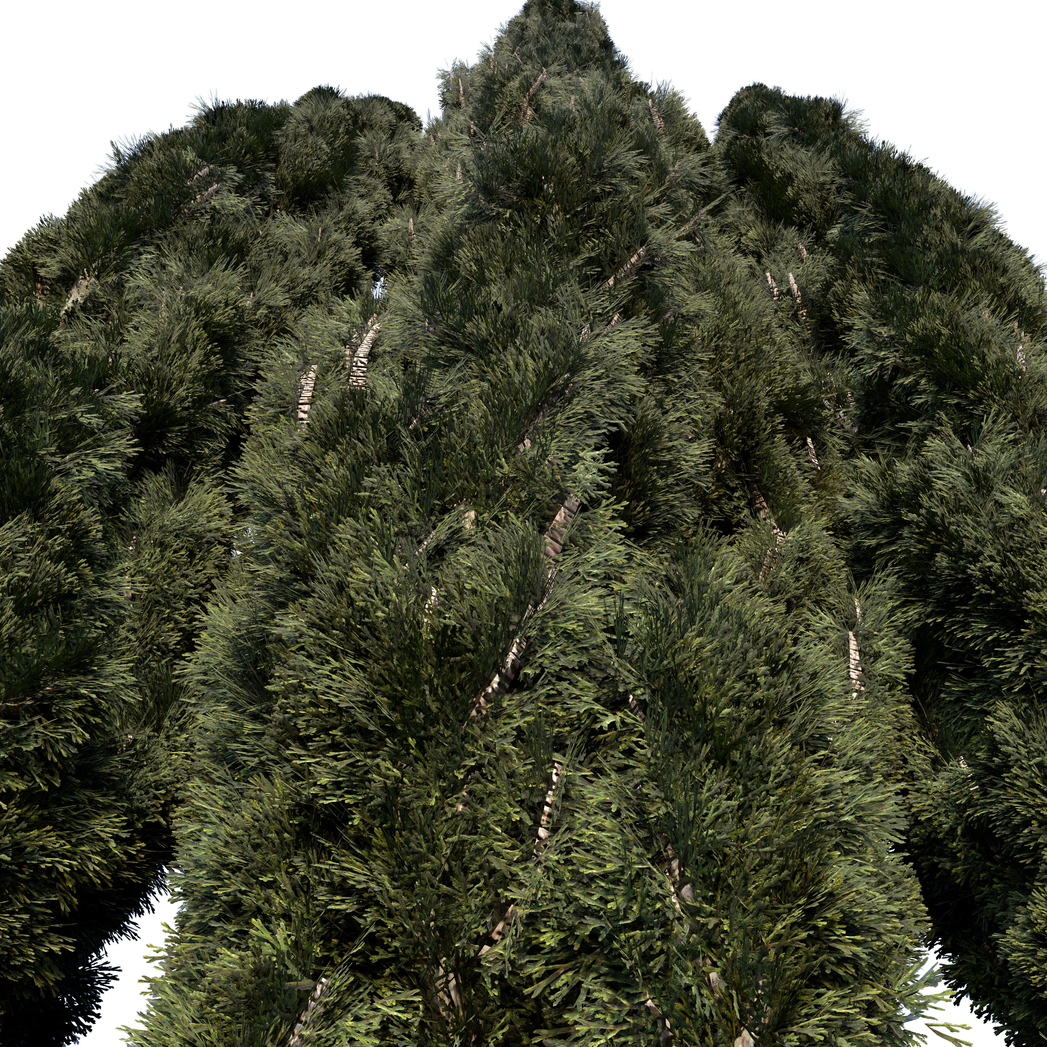 Cypress Mediterranean 3D model 3D model_2