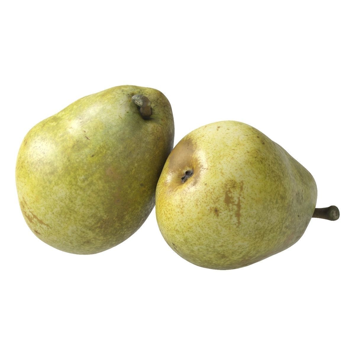 Kieffer Pear 3D model_2