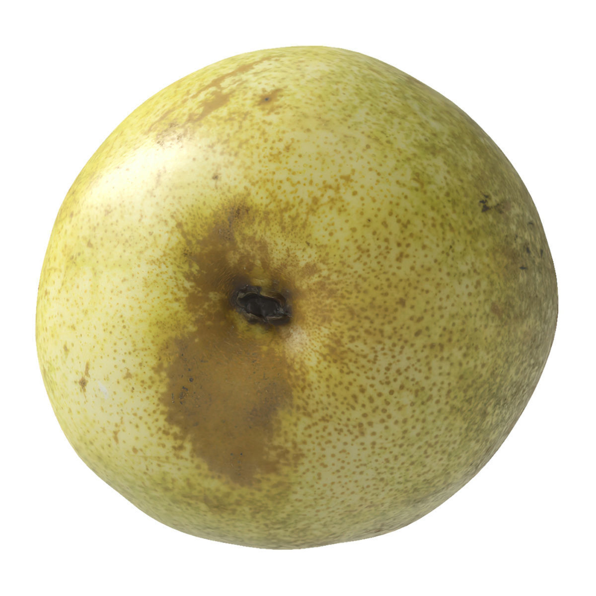 Kieffer Pear 3D model_8