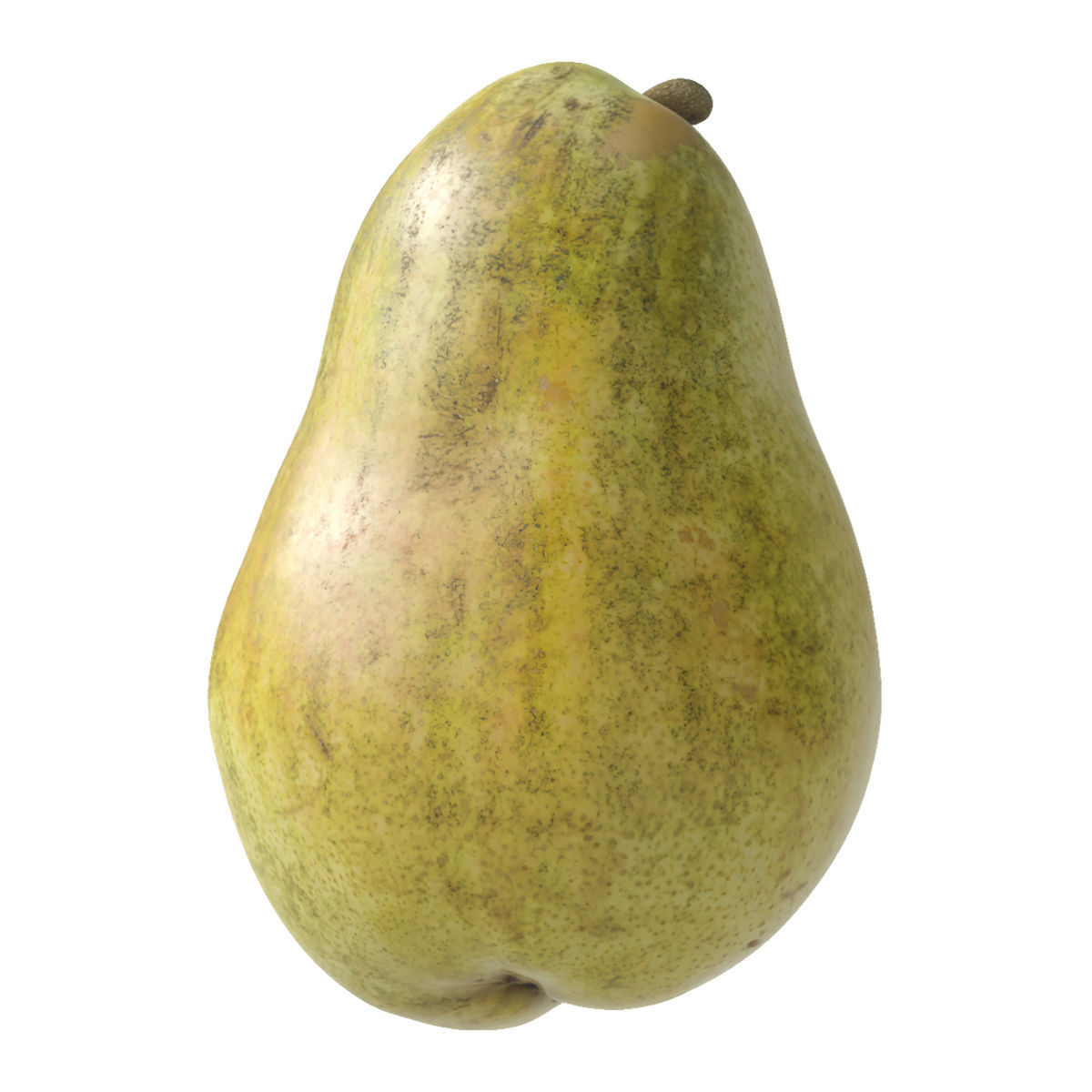 Kieffer Pear 3D model_5