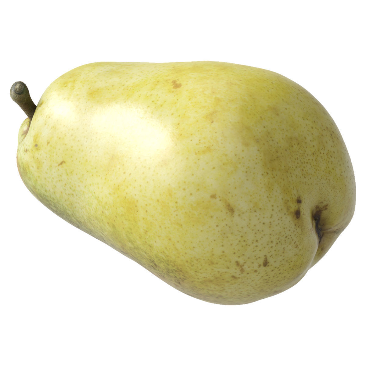 Kieffer Pear 3D model_3
