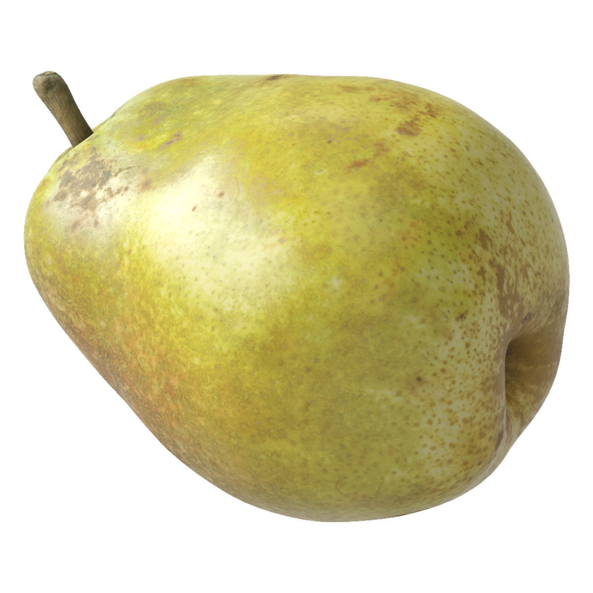 Kieffer Pear 3D model_3