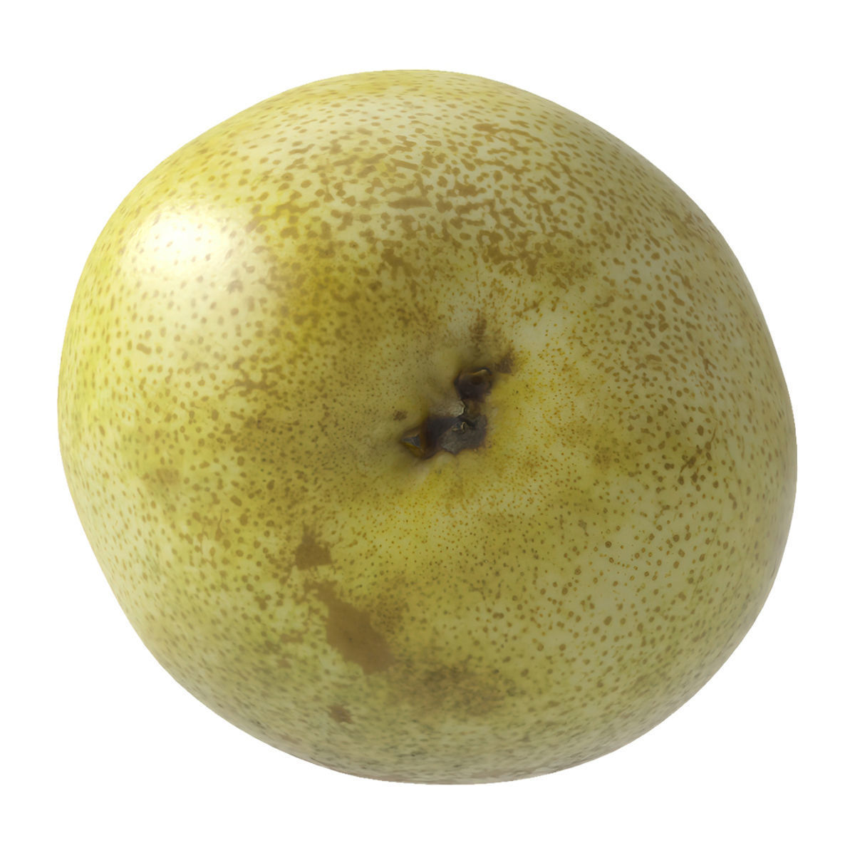 Kieffer Pear 3D model_7