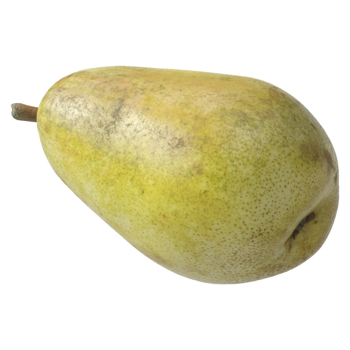 Kieffer Pear 3D model_3