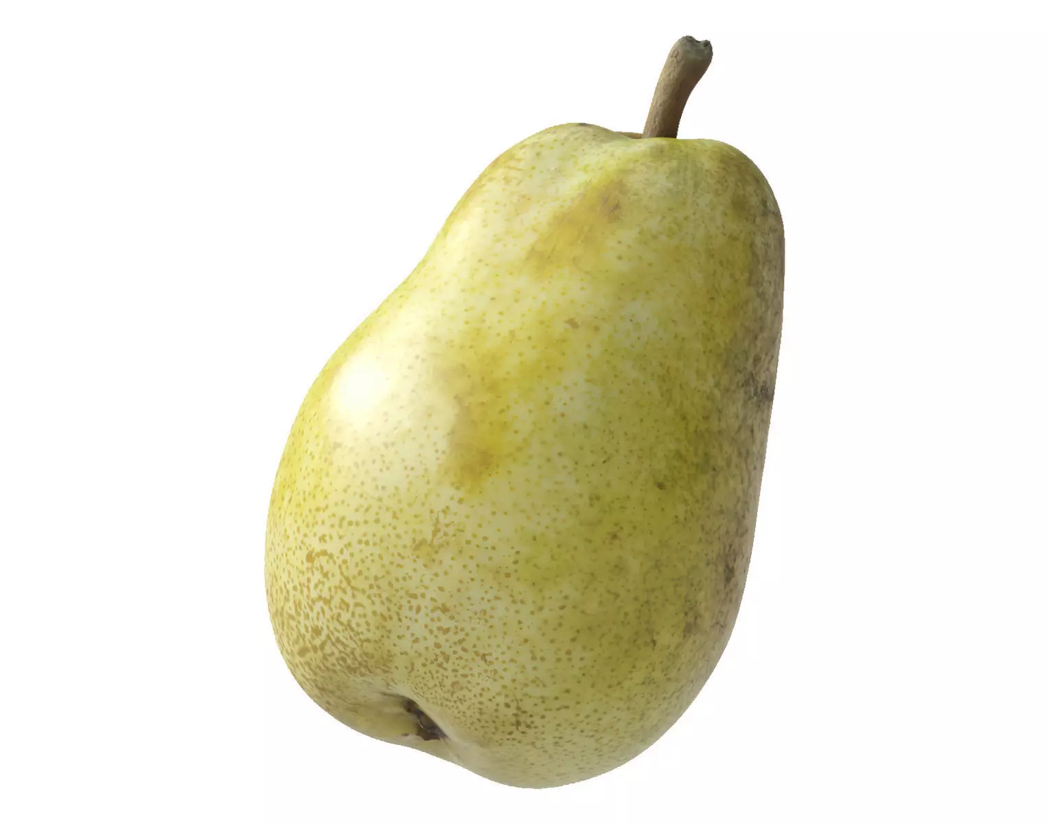 Kieffer Pear 3D model_0