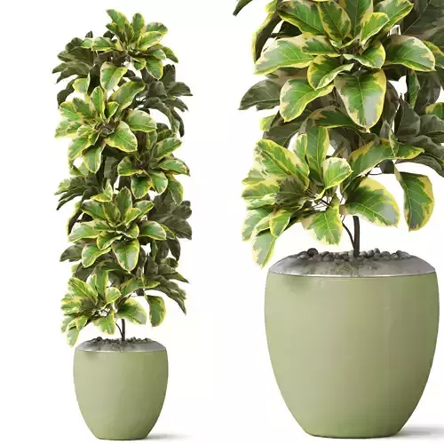 Plants collection 813