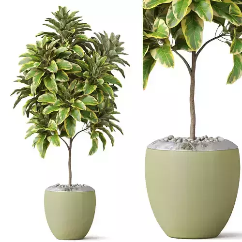 Plants collection 814