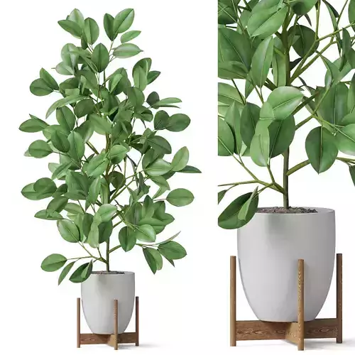 Plants collection 816 3D model