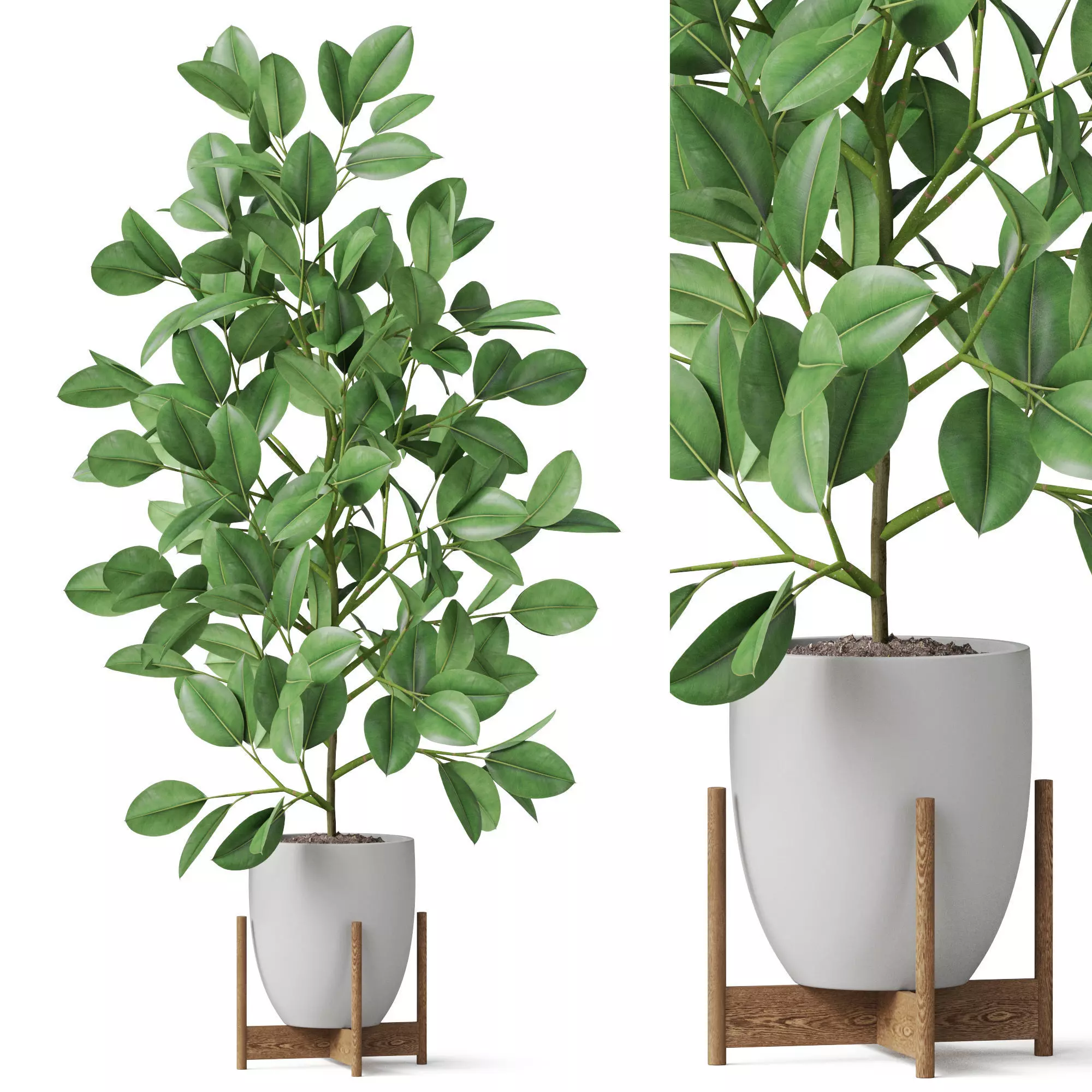 Plants collection 816 3D model