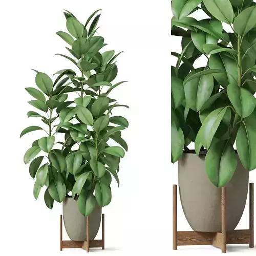 Plants collection 817 3D model