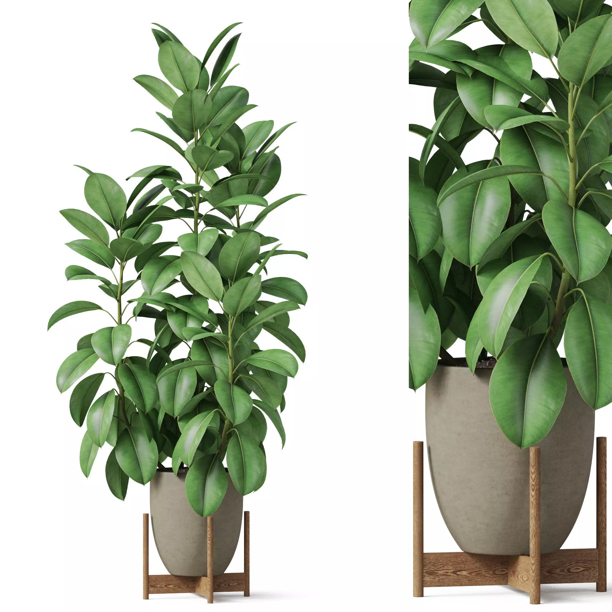 Plants collection 817 3D model