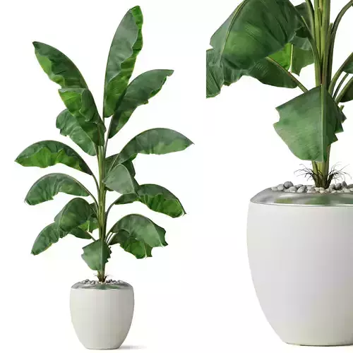 Plants collection 818 3D model